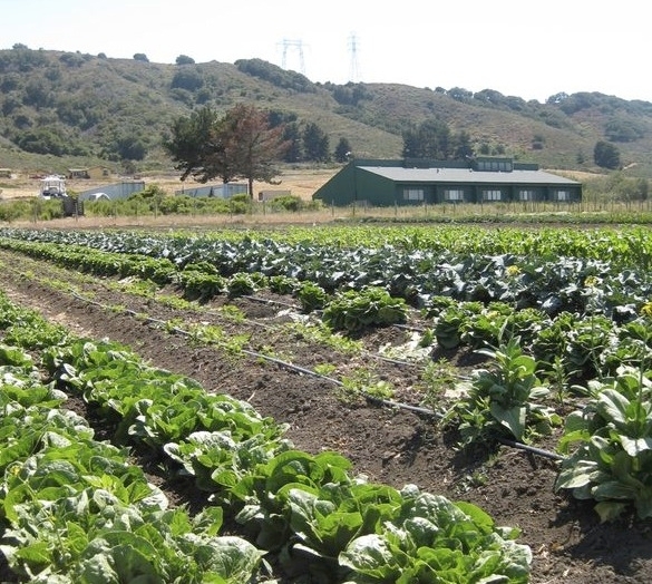 Paisaje agrícola en el condado de San Luis Obispo