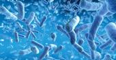 Las bacterias de los intestinos podrían afectar nuestros antojos y estado de ánimo