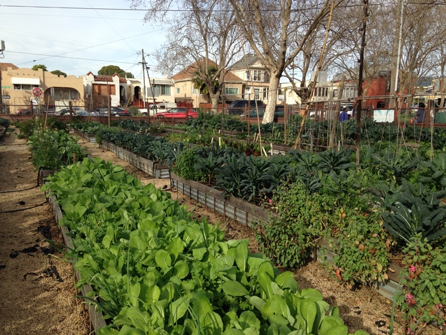 La granja City Slicker, un supermercado granjero comunitario en Oakland.