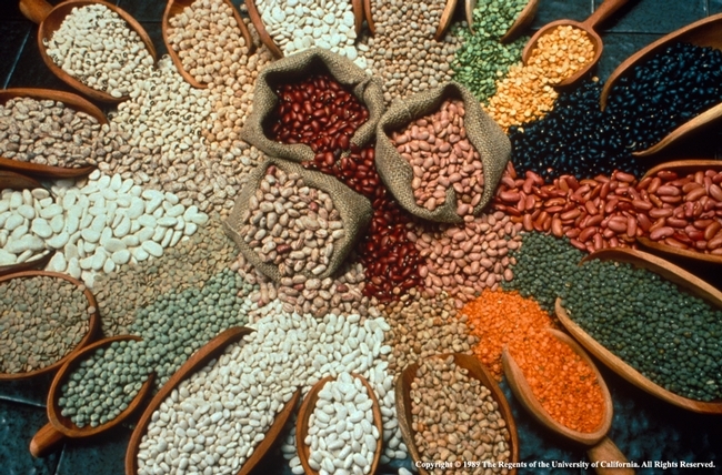 Las legumbres son cultivos de leguminosas cosechadas para granos secos como frijoles, lentejas y chicharos.