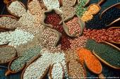 Las legumbres son cultivos de leguminosas cosechadas para granos secos como frijoles, lentejas y guisantes.