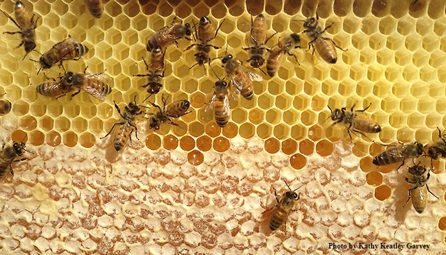 Abejas en el proceso de producir miel. Esta fotografía fue tomada a través de la observación de una colmena. (Fotografía de Kathy Keatley Garvey)