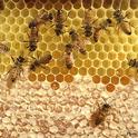 Abejas en el proceso de producir miel. Esta fotografía fue tomada a través de la observación de una colmena. (Fotografía de Kathy Keatley Garvey)