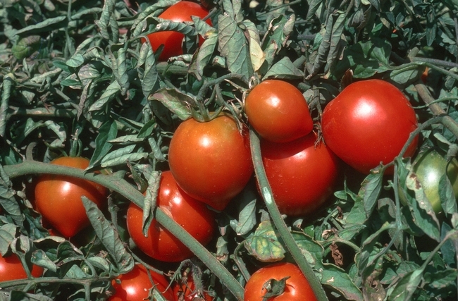 Los investigadores de la UC buscan agricultores de tomates, lechuga, espinacas, zanahorias, rábanos y pepinos.