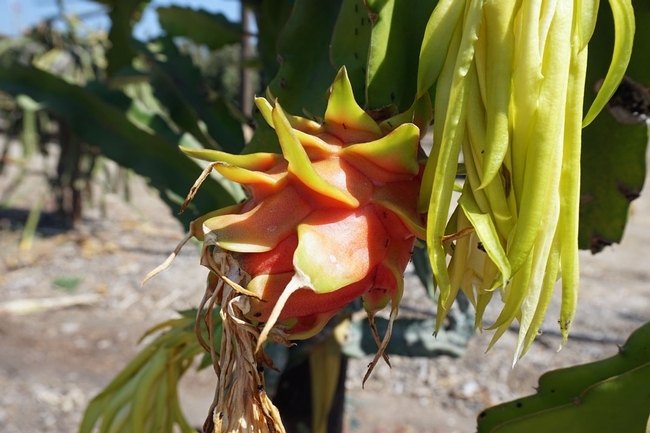 La hermosa y saludable pitaya crece en el sur de California - Blog de  Alimentos - ANR Blogs