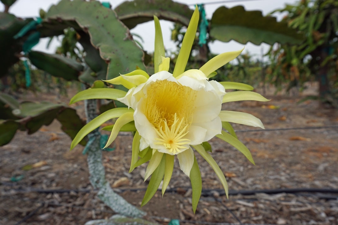 La hermosa y saludable pitaya crece en el sur de California - Blog de  Alimentos - ANR Blogs