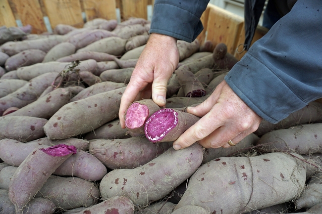 El camote Stokes, a la derecha, tiene mejor color que el cultivar experimental L-14-15-P.