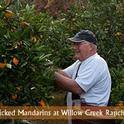 Cosecha a mano de mandarinas en el rancho Willow Creek, de Penryn.