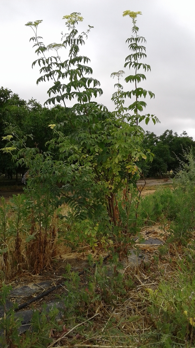 Una barrera de bayas del saúco recientemente plantada en el condado de Yolo.