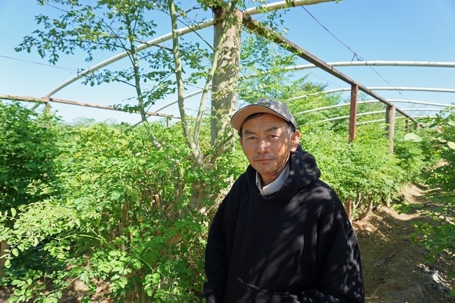 El granjero de Fresno Vang Thao aparece frente a su plantío de moringa.