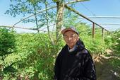 El granjero de Fresno Vang Thao aparece frente a su plantío de moringa.