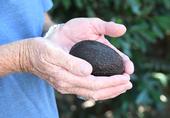 Los adictos al aguacate conocen a esta fruta como una auténtica diosa que nunca desilusiona, nunca engaña, nunca te deja insatisfecho. (Fotografía por Kathy Keatley Garvey)