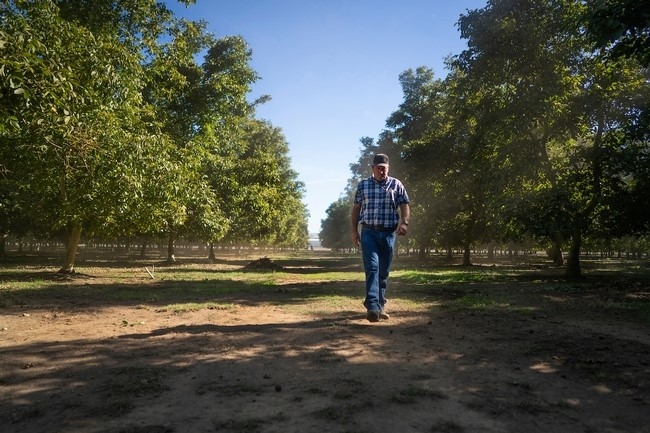 La familia de Hal Crain ha cultivado nueces durante 55 años.