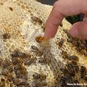 Una probadita de miel: metiendo los dedos en un panal. (Fotografía de Kathy Keatley Garvey)