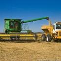 En una escala global, las plagas y patógenos están reduciendo significativamente la producción de arroz (en la fotografía), trigo, maíz, frijol de soya y papas.