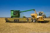 En una escala global, las plagas y patógenos están reduciendo significativamente la producción de arroz (en la fotografía), trigo, maíz, frijol de soya y papas.