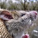 Las ratas de tejado son una especie introducida en California