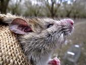 Las ratas de tejado son una especie introducida en California