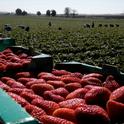 El distanciamiento social incrementa el costo de la cosecha de fresas ya que una mayor separación entre los trabajadores retrasa la pizca.