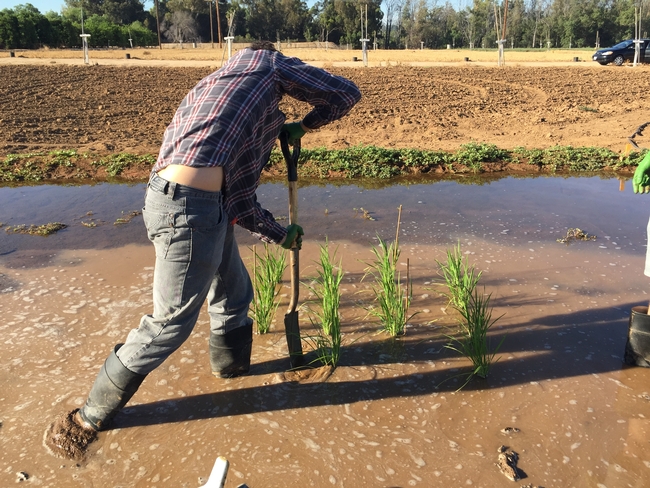 Los experimentos sobre el arroz se realizan en un campo de cultivo. Fotografía por Julia Bailey-Serres/UC Riverside