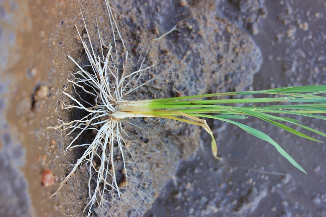 Una planta de arroz con las raíces visibles. Fotografía por Julia Bailey-Serres/UC Riverside