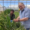 Eduardo Blumwald, a la derecha, del Departamento de Botánica de UC Davis, con el investigador de postdoctorado, Akhilesh Yadah, con el arroz que ellos y otros del equipo de Blumwald modificaron con el fin de usar el nitrógeno de manera más eficiente. Fotografía por Trina Kleist, UC Davis.