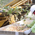 Con casi 520 mil acres plantados en California, en 2021, el pistache es el árbol de nueces de más rápido crecimiento en el estado. A nivel nacional, California domina esta industria toda vez que aquí se produce 99 por ciento de los cultivos en el país y cerca del 60 por ciento de los cultivos a nivel mundial. Fotografía por Evett Killmartin.