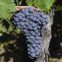 The UC Davis Zinfandel Heritage Vineyard at Oakville Station is a vibrant museum of the zinfandel grape.
