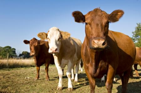 As a population's wealth rises, so does the demand for products produced in animal agriculture industries.