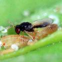 <i>Tamarixia radiata</i> are part of a two-pronged approach to treating Asian citrus psyllid in California.