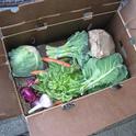 A box of vegetables prepared for a CSA subscriber.