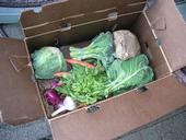 A box of vegetables prepared for a CSA subscriber.