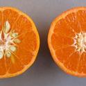 Nearly seedless Tango (right) and its antecedent W. Murcott.