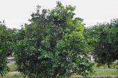 This citrus tree's leaves are yellowing due to huanglongbing.