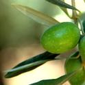 Manzanillo olives photographed in Glenn County by student assistant Luke Kinney Milliron.