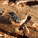 Mountain pine beetle (Photo: U.S. Forest Service)
