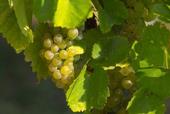 When the weather gets really hot, grapes go into survival mode.