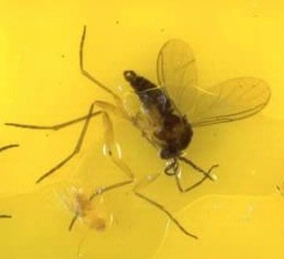 A gnat in a yellow sticky trap.