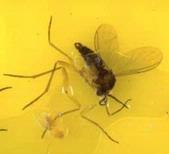 A gnat in a yellow sticky trap.