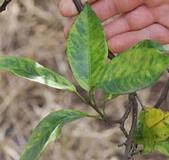 Chlorosis of citrus leaves caused by greening disease.
