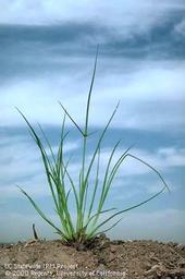 Smallflower umbrella sedge