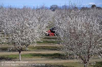 A file photo showing an almond orchard in full bloom.