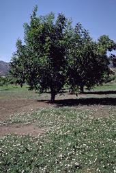 Bindweed, growing in the foreground, is difficult for organic growers to control.
