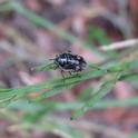 Bagrada bug (Photo: Santa Barbara County Agricultural Commissioner.)