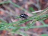 Bagrada bug (Photo: Santa Barbara County Agricultural Commissioner.)