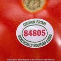 The genetically modified Flavor Saver tomato was a marketplace flop.