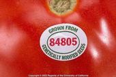 The genetically modified Flavor Saver tomato was a marketplace flop.