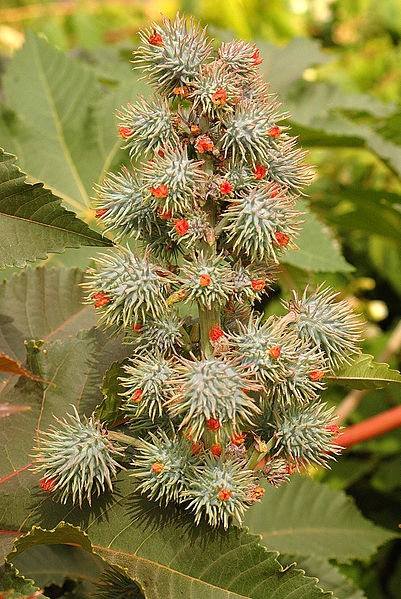 <em>Ricinus communis</em>, the castor plant. (Photo: Wikimedia Commons.)