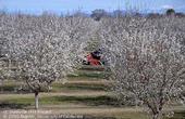 A California almond orchard in bloom.