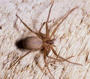 Brown recluse spider.